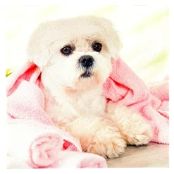 Anti-Rutsch-Auflage Hund