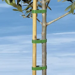 Pflanzband "Klett", 3 m