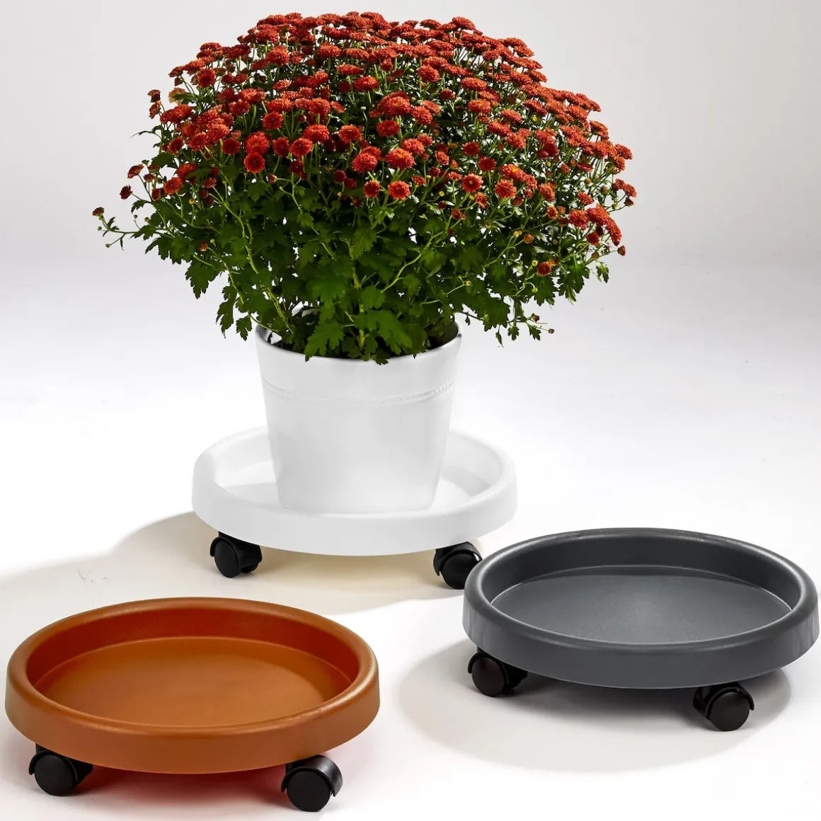 Pflanzenroller anthrazit