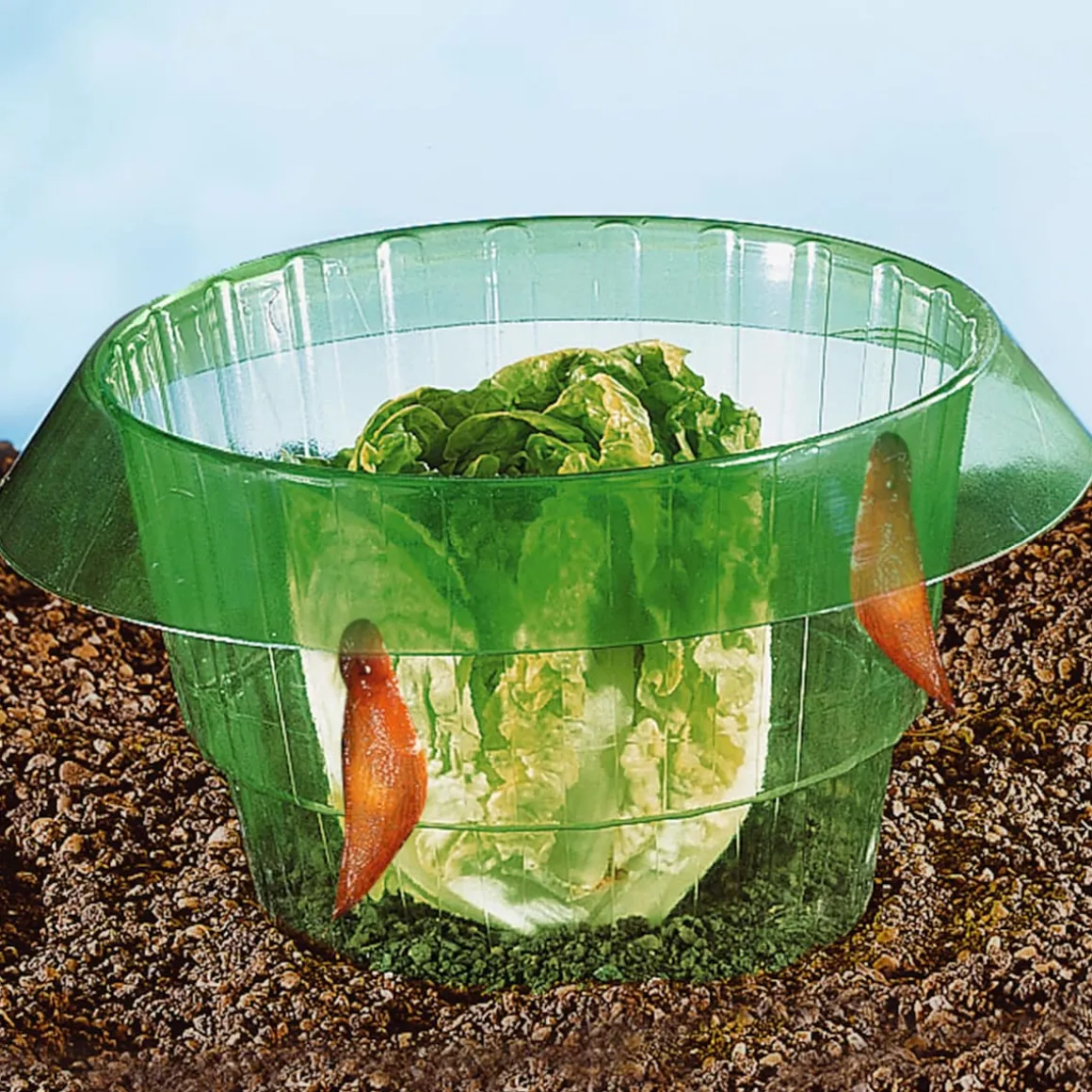 Salatringe, 5 Stück